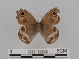 中文名:江崎波紋蛇目蝶(江崎波眼蝶)(1282-20808)學名:Ypthima esakii Shirozu, 1960(1282-20808)