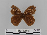 中文名:江崎波紋蛇目蝶(江崎波眼蝶)(1282-20808)學名:Ypthima esakii Shirozu, 1960(1282-20808)