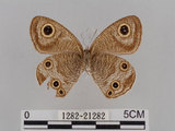 中文名:江崎波紋蛇目蝶(江崎波眼蝶)(1282-21282)學名:Ypthima esakii Shirozu, 1960(1282-21282)