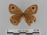 中文名:江崎波紋蛇目蝶(江崎波眼蝶)(1282-21282)學名:Ypthima esakii Shirozu, 1960(1282-21282)