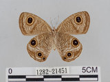 中文名:江崎波紋蛇目蝶(江崎波眼蝶)(1282-21451)學名:Ypthima esakii Shirozu, 1960(1282-21451)