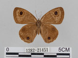 中文名:江崎波紋蛇目蝶(江崎波眼蝶)(1282-21451)學名:Ypthima esakii Shirozu, 1960(1282-21451)