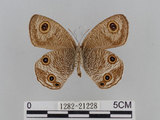 中文名:江崎波紋蛇目蝶(江崎波眼蝶)(1282-21228)學名:Ypthima esakii Shirozu, 1960(1282-21228)