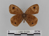 中文名:江崎波紋蛇目蝶(江崎波眼蝶)(1282-21228)學名:Ypthima esakii Shirozu, 1960(1282-21228)