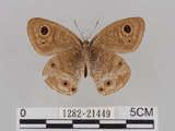 中文名:江崎波紋蛇目蝶(江崎波眼蝶)(1282-21449)學名:Ypthima esakii Shirozu, 1960(1282-21449)