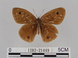 中文名:江崎波紋蛇目蝶(江崎波眼蝶)(1282-21449)學名:Ypthima esakii Shirozu, 1960(1282-21449)