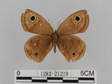 中文名:江崎波紋蛇目蝶(江崎波眼蝶)(1282-21219)學名:Ypthima esakii Shirozu, 1960(1282-21219)