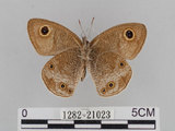 中文名:江崎波紋蛇目蝶(江崎波眼蝶)(1282-21023)學名:Ypthima esakii Shirozu, 1960(1282-21023)