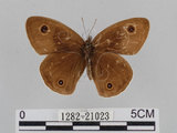 中文名:江崎波紋蛇目蝶(江崎波眼蝶)(1282-21023)學名:Ypthima esakii Shirozu, 1960(1282-21023)