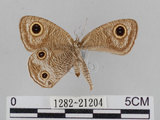 中文名:江崎波紋蛇目蝶(江崎波眼蝶)(1282-21204)學名:Ypthima esakii Shirozu, 1960(1282-21204)