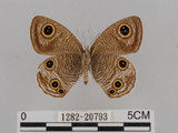 中文名:江崎波紋蛇目蝶(江崎波眼蝶)(1282-20793)學名:Ypthima esakii Shirozu, 1960(1282-20793)