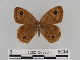 中文名:江崎波紋蛇目蝶(江崎波眼蝶)(1282-20793)學名:Ypthima esakii Shirozu, 1960(1282-20793)