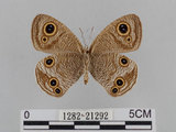 中文名:江崎波紋蛇目蝶(江崎波眼蝶)(1282-21292)學名:Ypthima esakii Shirozu, 1960(1282-21292)