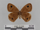 中文名:江崎波紋蛇目蝶(江崎波眼蝶)(1282-21292)學名:Ypthima esakii Shirozu, 1960(1282-21292)