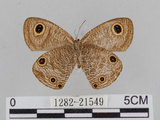 中文名:江崎波紋蛇目蝶(江崎波眼蝶)(1282-21549)學名:Ypthima esakii Shirozu, 1960(1282-21549)