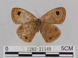 中文名:江崎波紋蛇目蝶(江崎波眼蝶)(1282-21549)學名:Ypthima esakii Shirozu, 1960(1282-21549)