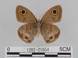 中文名:江崎波紋蛇目蝶(江崎波眼蝶)(1282-21054)學名:Ypthima esakii Shirozu, 1960(1282-21054)