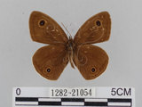 中文名:江崎波紋蛇目蝶(江崎波眼蝶)(1282-21054)學名:Ypthima esakii Shirozu, 1960(1282-21054)