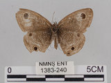 中文名:江崎波紋蛇目蝶(江崎波眼蝶)(1383-240)學名:Ypthima esakii Shirozu, 1960(1383-240)