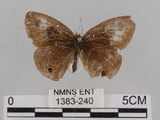 中文名:江崎波紋蛇目蝶(江崎波眼蝶)(1383-240)學名:Ypthima esakii Shirozu, 1960(1383-240)