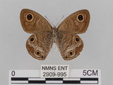 中文名:江崎波紋蛇目蝶(江崎波眼蝶)(2909-995)學名:Ypthima esakii Shirozu, 1960(2909-995)