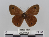 W:TiDؽ(Ti)(2909-995)