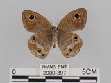 中文名:江崎波紋蛇目蝶(江崎波眼蝶)(2909-397)學名:Ypthima esakii Shirozu, 1960(2909-397)
