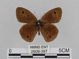 中文名:江崎波紋蛇目蝶(江崎波眼蝶)(2909-397)學名:Ypthima esakii Shirozu, 1960(2909-397)
