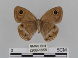 中文名:江崎波紋蛇目蝶(江崎波眼蝶)(2909-1656)學名:Ypthima esakii Shirozu, 1960(2909-1656)