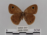 中文名:江崎波紋蛇目蝶(江崎波眼蝶)(2909-1656)學名:Ypthima esakii Shirozu, 1960(2909-1656)