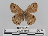 中文名:江崎波紋蛇目蝶(江崎波眼蝶)(2909-1565)學名:Ypthima esakii Shirozu, 1960(2909-1565)