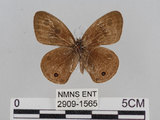 中文名:江崎波紋蛇目蝶(江崎波眼蝶)(2909-1565)學名:Ypthima esakii Shirozu, 1960(2909-1565)