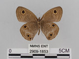 中文名:江崎波紋蛇目蝶(江崎波眼蝶)(2909-1853)學名:Ypthima esakii Shirozu, 1960(2909-1853)
