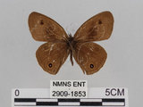 中文名:江崎波紋蛇目蝶(江崎波眼蝶)(2909-1853)學名:Ypthima esakii Shirozu, 1960(2909-1853)