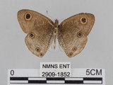 中文名:江崎波紋蛇目蝶(江崎波眼蝶)(2909-1852)學名:Ypthima esakii Shirozu, 1960(2909-1852)
