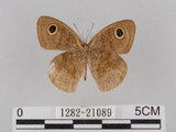 中文名:小波紋蛇目蝶(小波眼蝶)(1282-21089)學名:Ypthima baldus zodina Fruhstorfer, 1911(1282-21089)