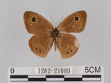 中文名:小波紋蛇目蝶(小波眼蝶)(1282-21089)學名:Ypthima baldus zodina Fruhstorfer, 1911(1282-21089)