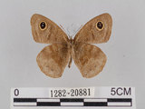 中文名:小波紋蛇目蝶(小波眼蝶)(1282-20881)學名:Ypthima baldus zodina Fruhstorfer, 1911(1282-20881)