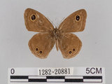 中文名:小波紋蛇目蝶(小波眼蝶)(1282-20881)學名:Ypthima baldus zodina Fruhstorfer, 1911(1282-20881)