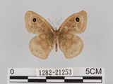 中文名:小波紋蛇目蝶(小波眼蝶)(1282-21253)學名:Ypthima baldus zodina Fruhstorfer, 1911(1282-21253)