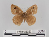 中文名:小波紋蛇目蝶(小波眼蝶)(1282-21253)學名:Ypthima baldus zodina Fruhstorfer, 1911(1282-21253)