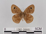 中文名:小波紋蛇目蝶(小波眼蝶)(1282-20840)學名:Ypthima baldus zodina Fruhstorfer, 1911(1282-20840)