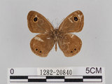 中文名:小波紋蛇目蝶(小波眼蝶)(1282-20840)學名:Ypthima baldus zodina Fruhstorfer, 1911(1282-20840)