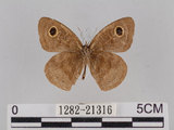 中文名:小波紋蛇目蝶(小波眼蝶)(1282-21316)學名:Ypthima baldus zodina Fruhstorfer, 1911(1282-21316)