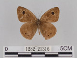 中文名:小波紋蛇目蝶(小波眼蝶)(1282-21316)學名:Ypthima baldus zodina Fruhstorfer, 1911(1282-21316)