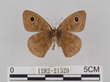 中文名:小波紋蛇目蝶(小波眼蝶)(1282-21520)學名:Ypthima baldus zodina Fruhstorfer, 1911(1282-21520)