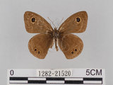 中文名:小波紋蛇目蝶(小波眼蝶)(1282-21520)學名:Ypthima baldus zodina Fruhstorfer, 1911(1282-21520)