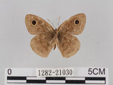 中文名:小波紋蛇目蝶(小波眼蝶)(1282-21030)學名:Ypthima baldus zodina Fruhstorfer, 1911(1282-21030)