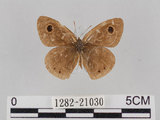 中文名:小波紋蛇目蝶(小波眼蝶)(1282-21030)學名:Ypthima baldus zodina Fruhstorfer, 1911(1282-21030)