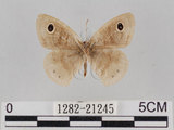 中文名:小波紋蛇目蝶(小波眼蝶)(1282-21245)學名:Ypthima baldus zodina Fruhstorfer, 1911(1282-21245)